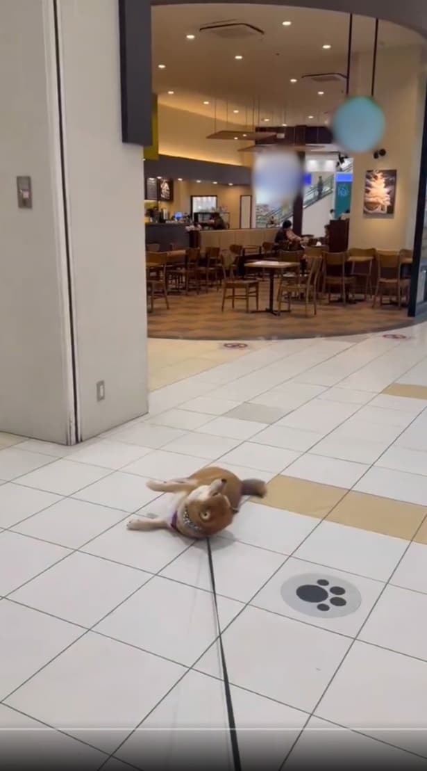 「入りたい」アピール▶飼い主さんにリードを引かれても…（⇒次へ）