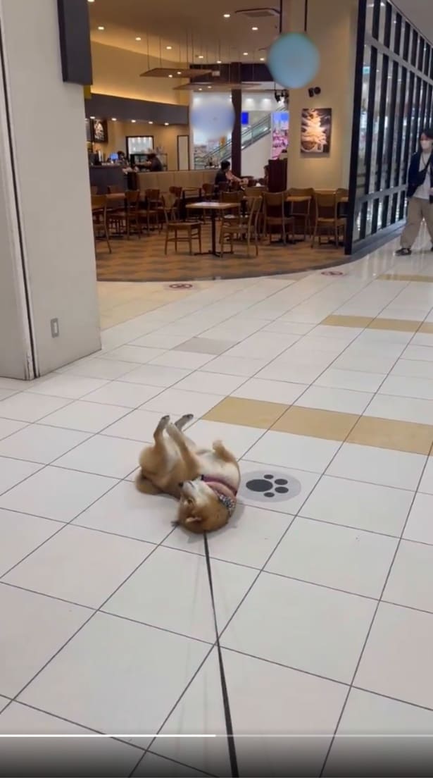 「連れていってくれるまでここを動きません！」▶盛大に駄々をこねたけれど、今は寄らないみたい（⇒次へ）