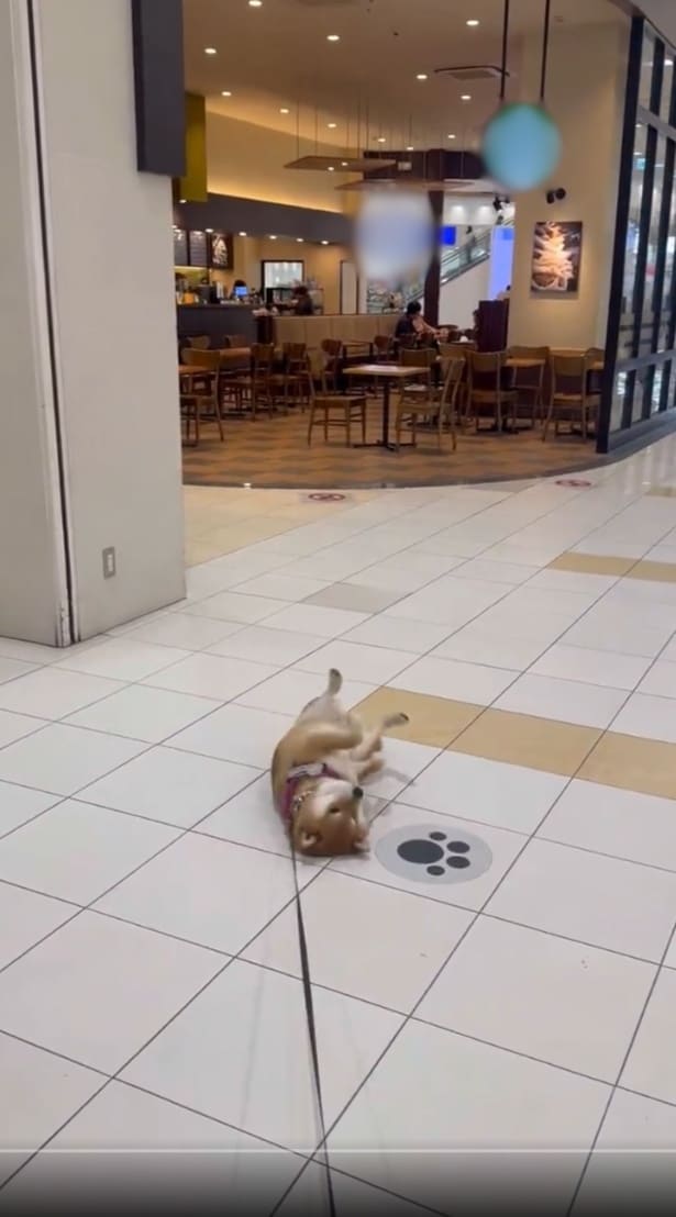 絶対に起き上がらない茶々麻呂之介くん▶それでも諦めきれない…（⇒次へ）