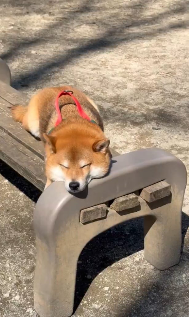 まったりと気持ちがよさそうです▶ペットショップでの拒否柴（⇒次へ）