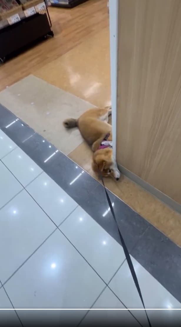 やっぱり、ダメですか…？▶絵描きのお姉さんと世間話してるみたいな茶々麻呂之介くん（⇒次へ）