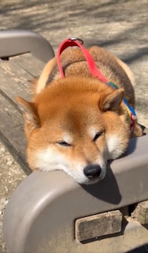 拒否柴発動…！？お店に入りたくて盛大に駄々をこねる柴犬の姿に「可愛すぎる」「買ってあげたい」