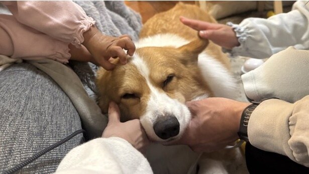 幸せがたっぷり感じられる一枚です▶家族全員撫でるのが大好きなふわふわワンコ（⇒次へ）
