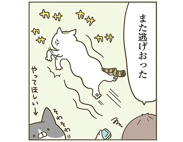 また逃げおった