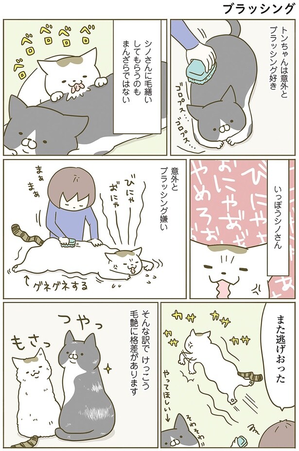 毛艶に格差がある二匹