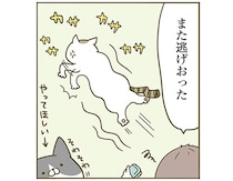 「また逃げおった」ブラッシングの好き嫌いがはっきりしている2匹の話