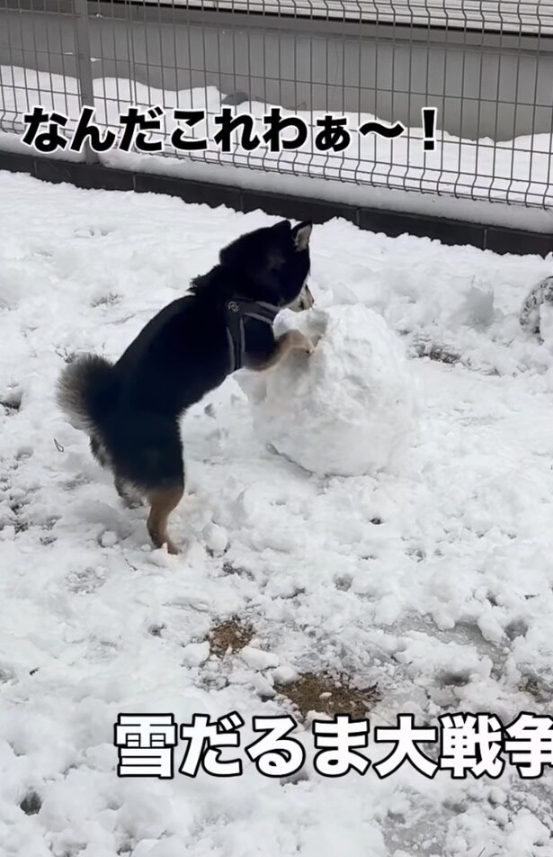 ホリホリと雪玉を削っている（⇒次へ）