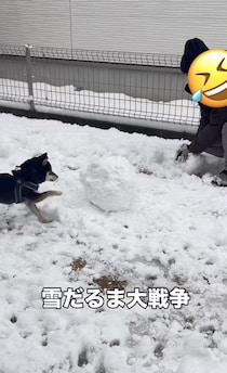 愛犬との雪だるま大戦争勃発⁉ 雪の塊を破壊したい黒豆柴の“全力ホリホリ”が話題