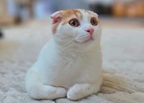 「新種の生き物みたい」どこから見ても理解不能！奇妙な体勢の猫