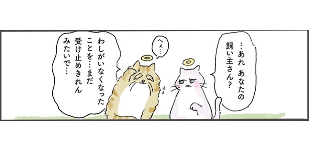 ペットロスで寝込み続ける飼い主へ。老猫が天国から届けにいった一度きりのメッセージ