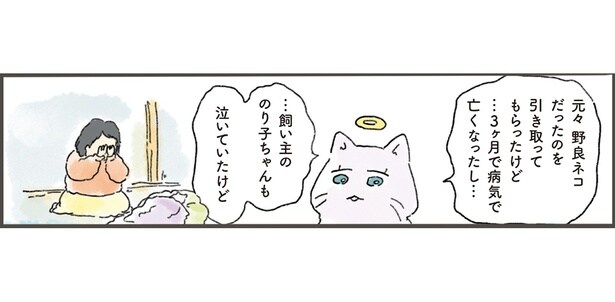わずか3ヶ月の絆。それでも猫が忘れなかった、飼い主とのあたたかな思い出