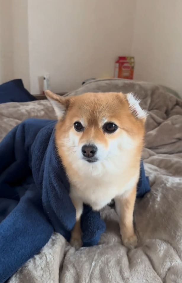 左耳が消えた…!?(⇒次へ)