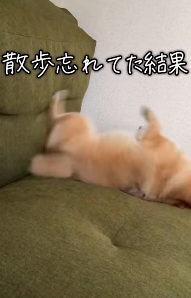 仰向けになって暴れている▶節分の日には…(⇒次へ)