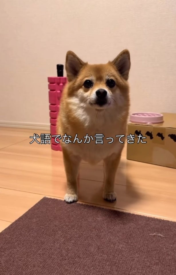 犬語でなんか言ってる▶(次画像からマイペースでかわいい柴犬のコミックエッセイ『柴犬ぽんちゃん、今日もわが道を行く』が読めます)