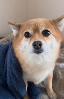 「えっ、耳どこ行ったの！？」愛犬の“衝撃の姿”に7.8万人が驚愕