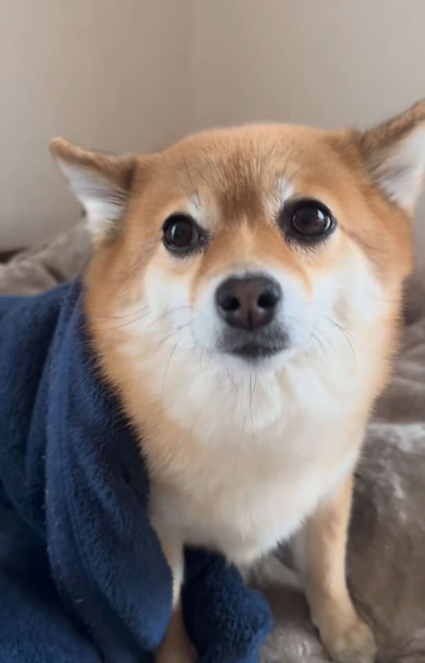 「えっ、耳どこ行ったの!?」愛犬の“衝撃の姿”に7.8万人が驚愕