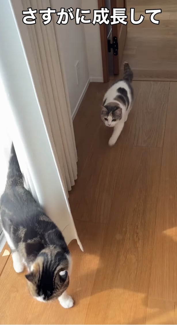 お兄ちゃんを見つけてダッシュ▶ぶつかるかと思いきや…（⇒次へ）