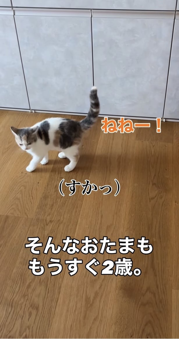 気まずそうに視線をそらす▶今度はお兄ちゃんを狙う（⇒次へ）