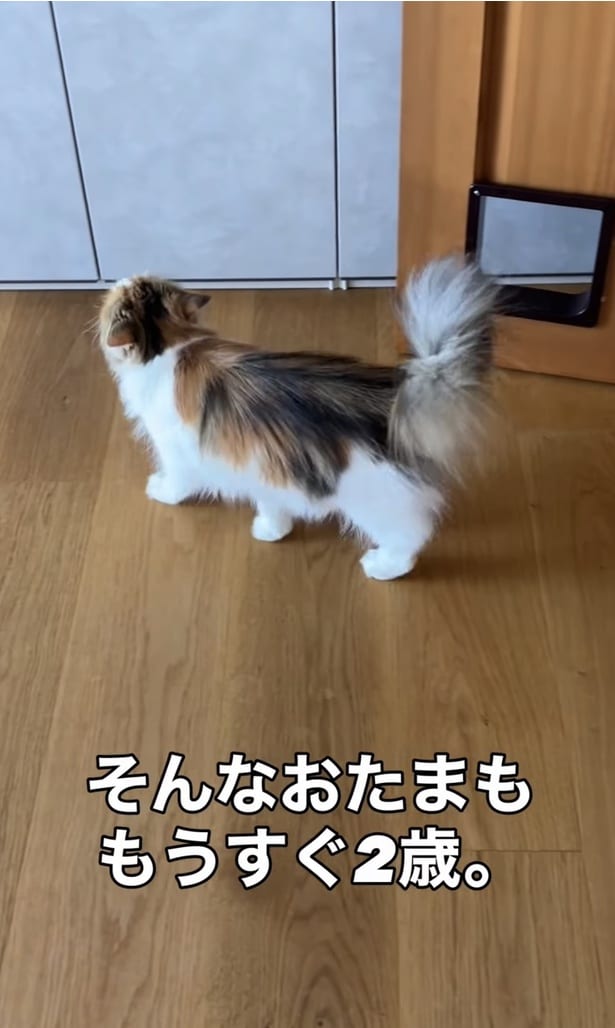ドアの前を通り過ぎるお姉ちゃん▶ドアの後ろから…（⇒次へ）
