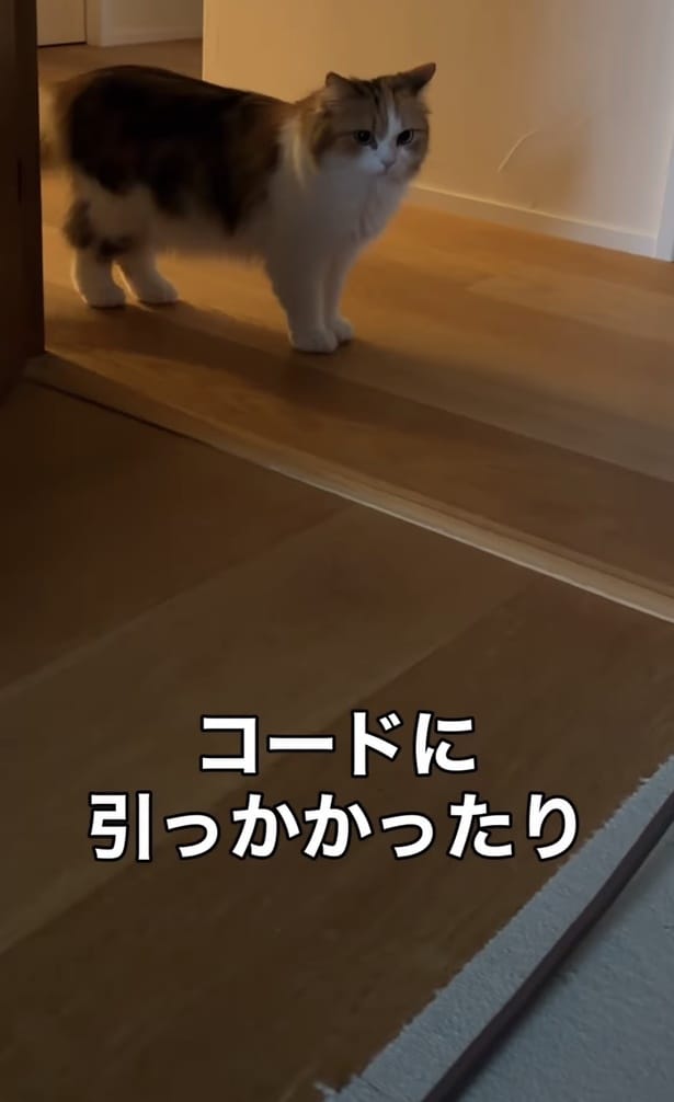 お姉ちゃんが立ち止まっている▶しらたまちゃんが猛スピードで駆け寄ってきて…（⇒次へ）