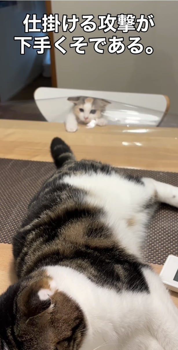 「ドジっ子でかわいい」「がんばってるよ」一生懸命な“ぽんこつ猫”の行動が予想の斜め上