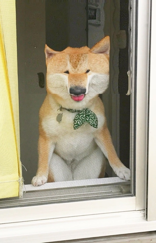 網戸に顔を押し付けている▶（次画像から毎日のびのびと暮らす愛犬との日々のエピソードを描いた『犬を揉む -ぺちょら… ときどき 帰宅拒否-』が読めます）