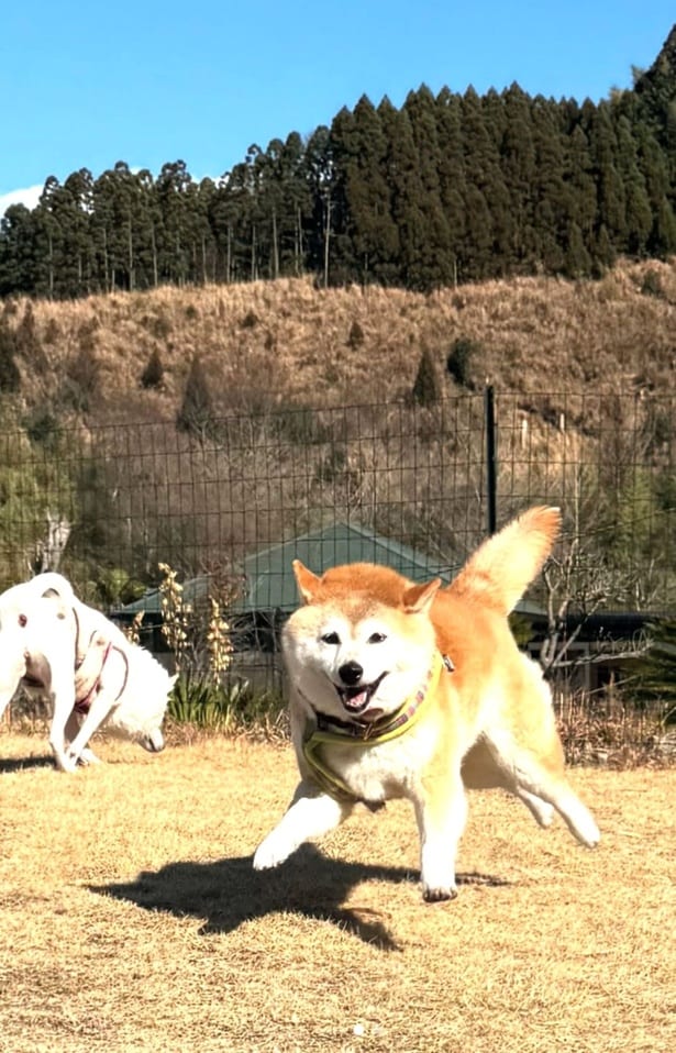 外で走り回るワンちゃんたち▶見たらビックリ！？（⇒次へ）
