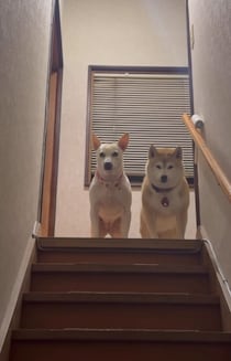 「今日だけは絶対に嫌」お散歩好きな愛犬が外出を頑なに拒否！その正直な理由とは？