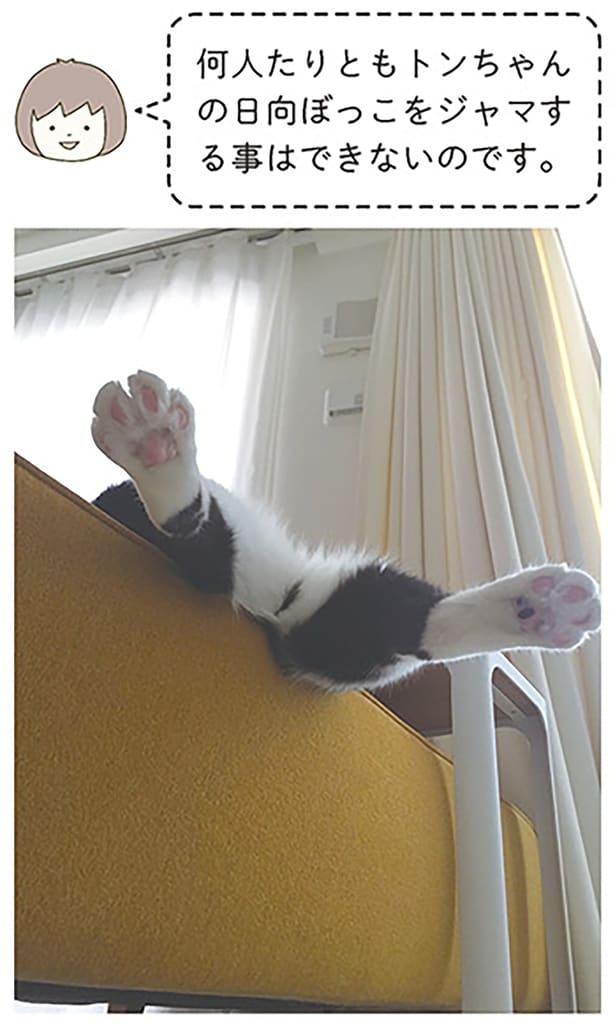 何人たりともトンちゃんの日向ぼっこをジャマすることはできないのです