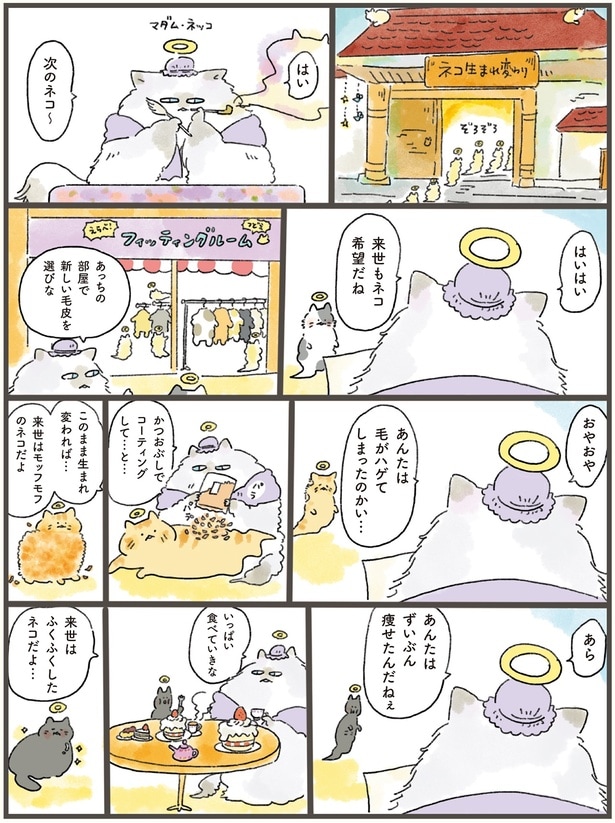 はい次のネコ～