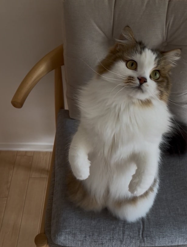 好奇心旺盛なこむぎちゃん