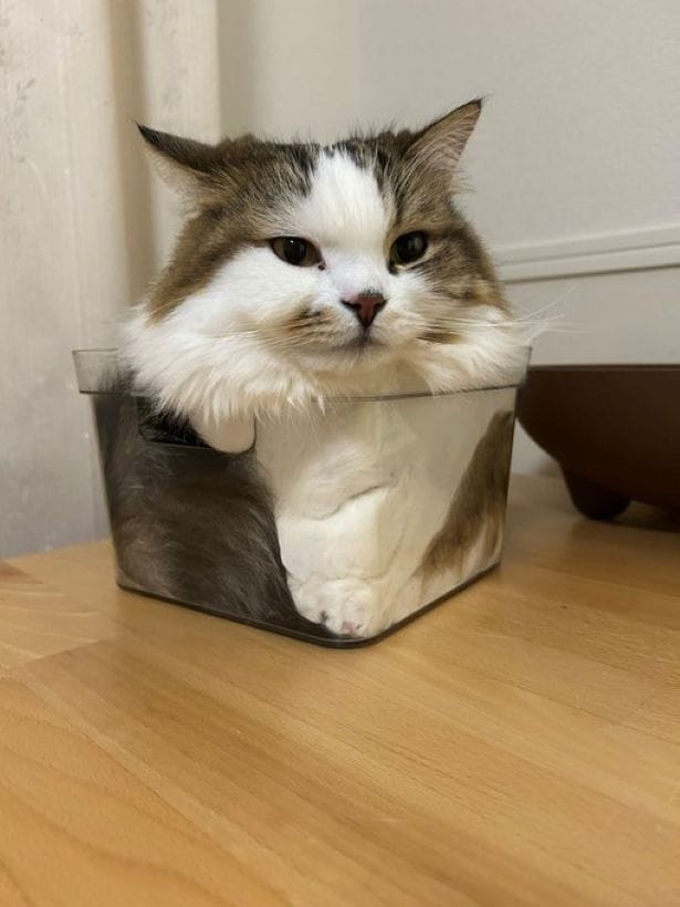 箱が大好きなこむぎちゃん▶パッと見なにかわからないこむぎちゃん（⇒次へ）