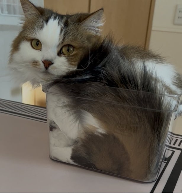 箱の中は居心地がよさそうですね▶あずきちちゃんも箱に…（⇒次へ）