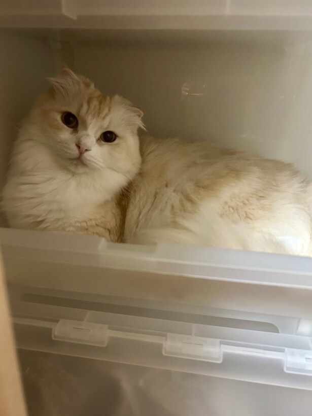 箱を見ると入りたくなるのが猫ですね▶眠るのも箱の中（⇒次へ）