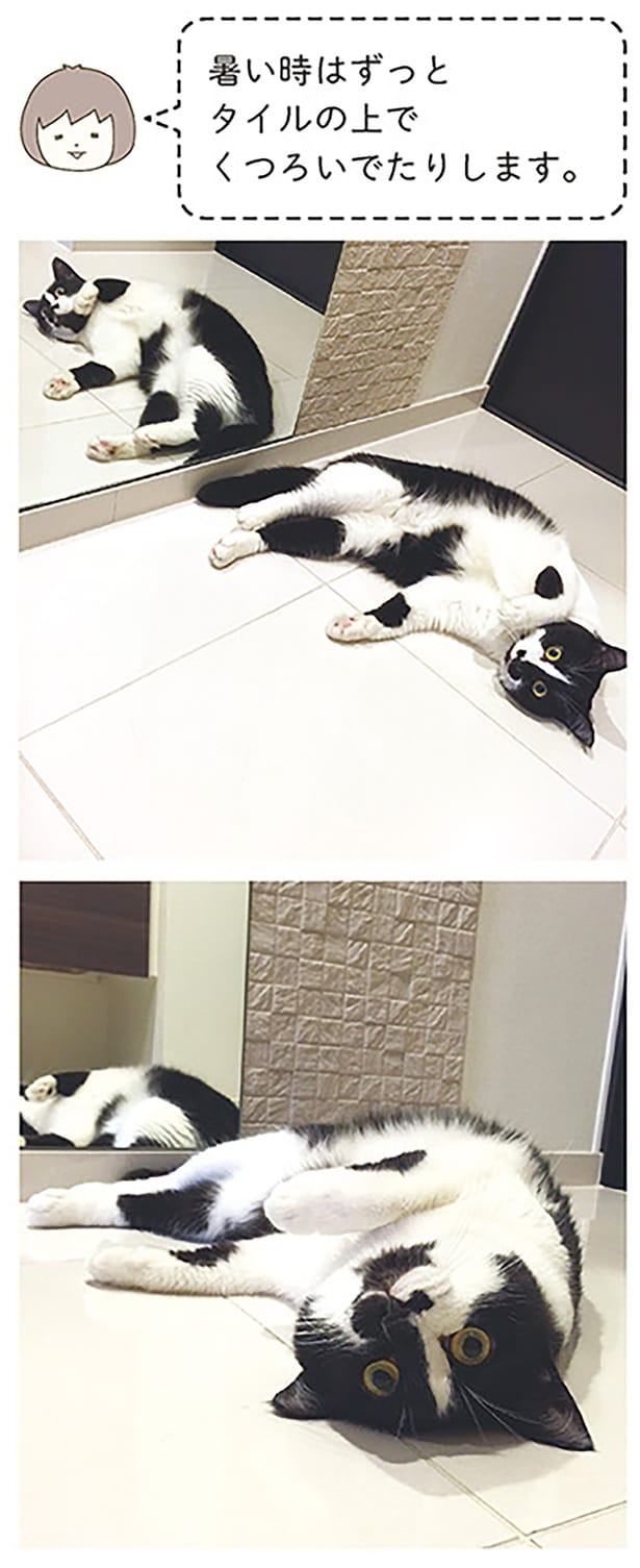 暑い時はずっとタイルの上でくつろいでたりします