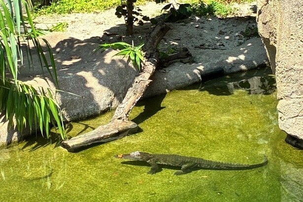 水辺に潜むアリゲーター