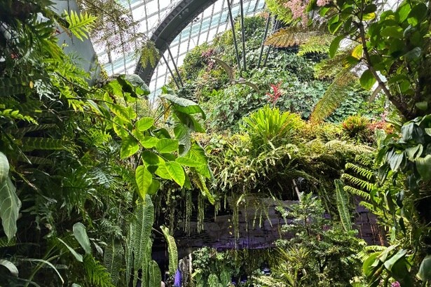 別世界に迷い込んだような幻想的な体験ができる植物園