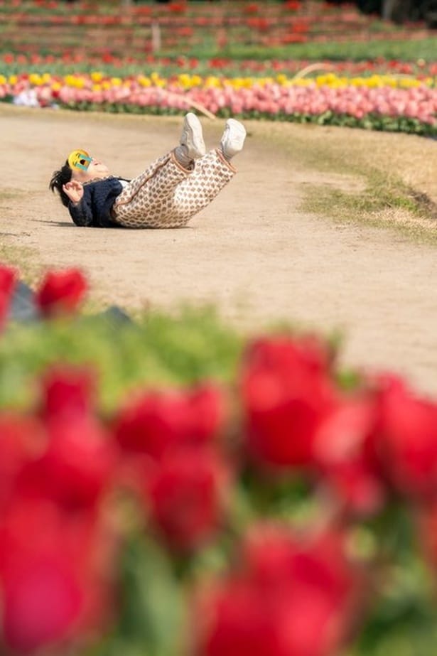 チューリップ畑で寝ころんで全力でイヤイヤしている息子さん！▶イヤイヤした後は…（⇒次へ）