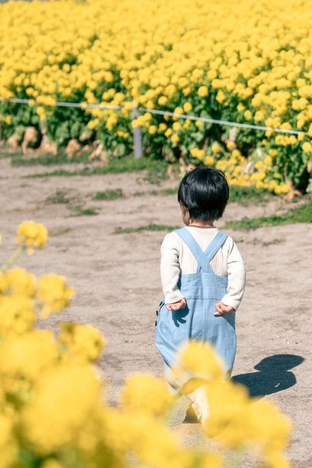 チューリップ畑とのギャップがすごいと話題！1歳児が見せる全身全霊の“イヤイヤ”に「いい写真」「数年後、本人に見せたい」