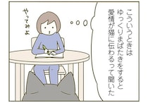 ゆっくりまばたきで愛を伝えたい！ 猫と目が合った飼い主が挑戦してみた結果