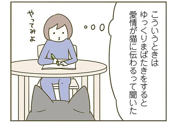 ゆっくりまばたきで愛を伝えたい！ 猫と目が合った飼い主が挑戦してみた結果