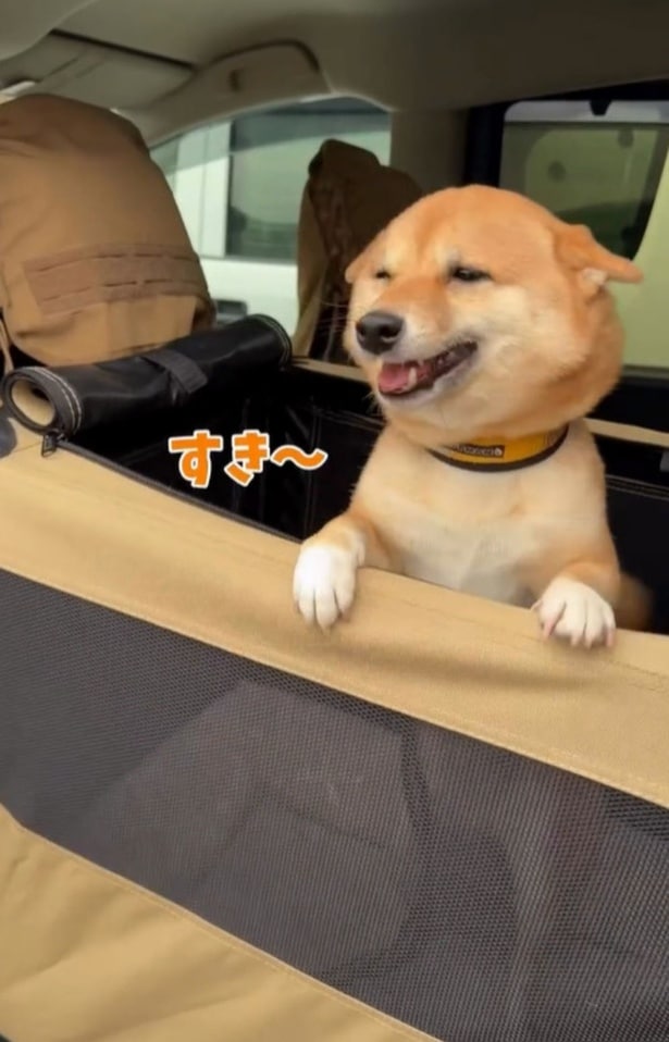 「すき〜」と心の声が漏れているかのよう▶身を乗り出し…（⇒次へ）