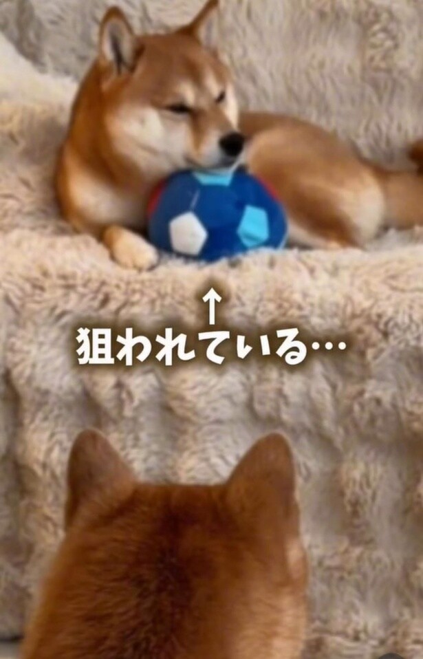 ボール遊びをしている、はなちゃん▶まるちゃんが近づき…（⇒次へ）