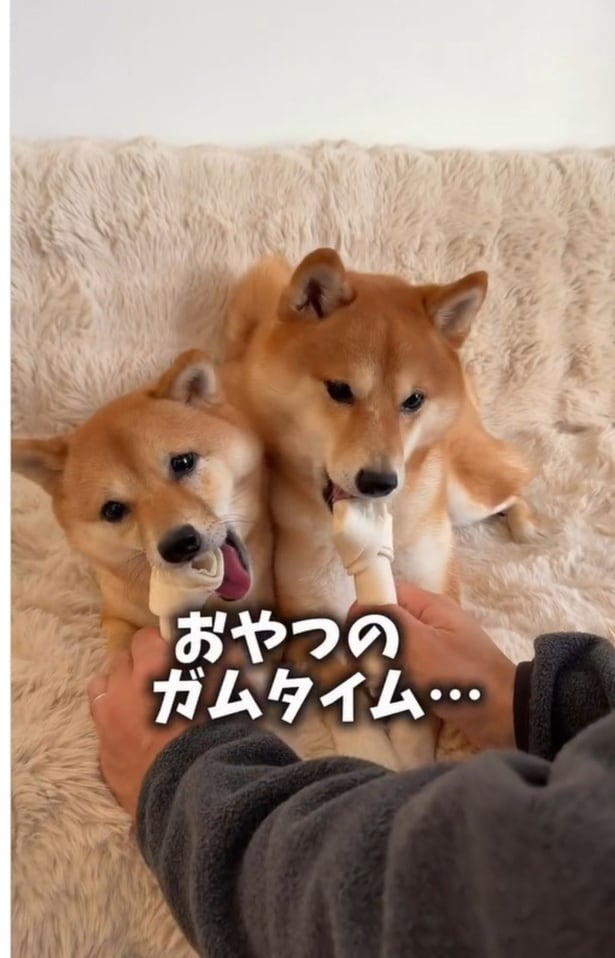 犬用ガムをパクリ▶はなちゃんは…（⇒次へ）