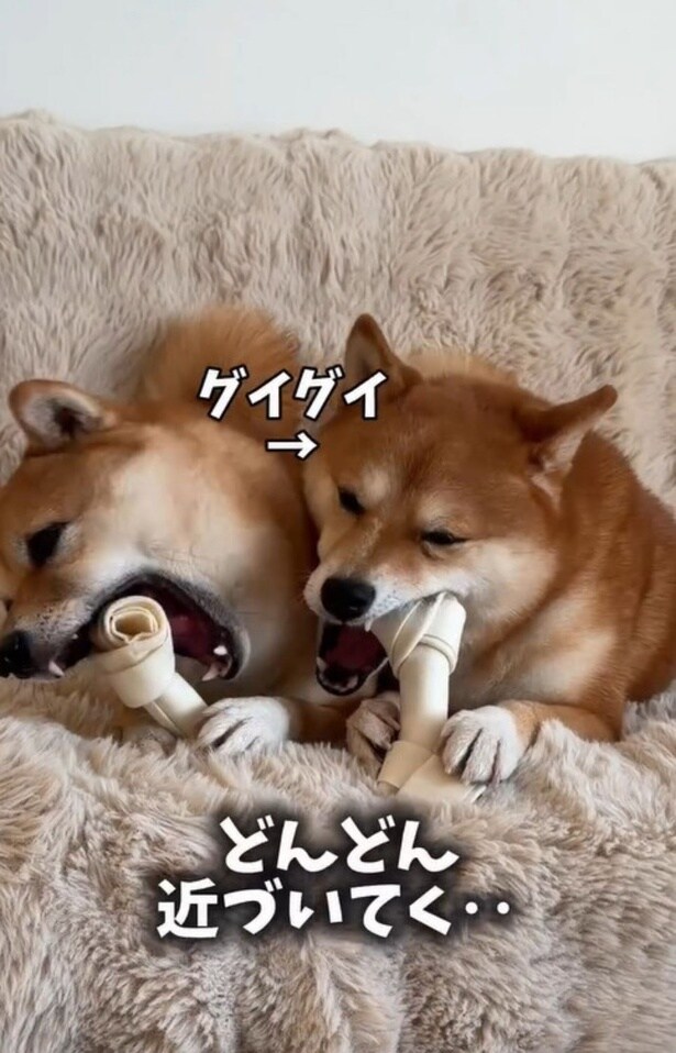 隣のはなちゃんにグイグイ接近▶トレーニングの様子（⇒次へ）