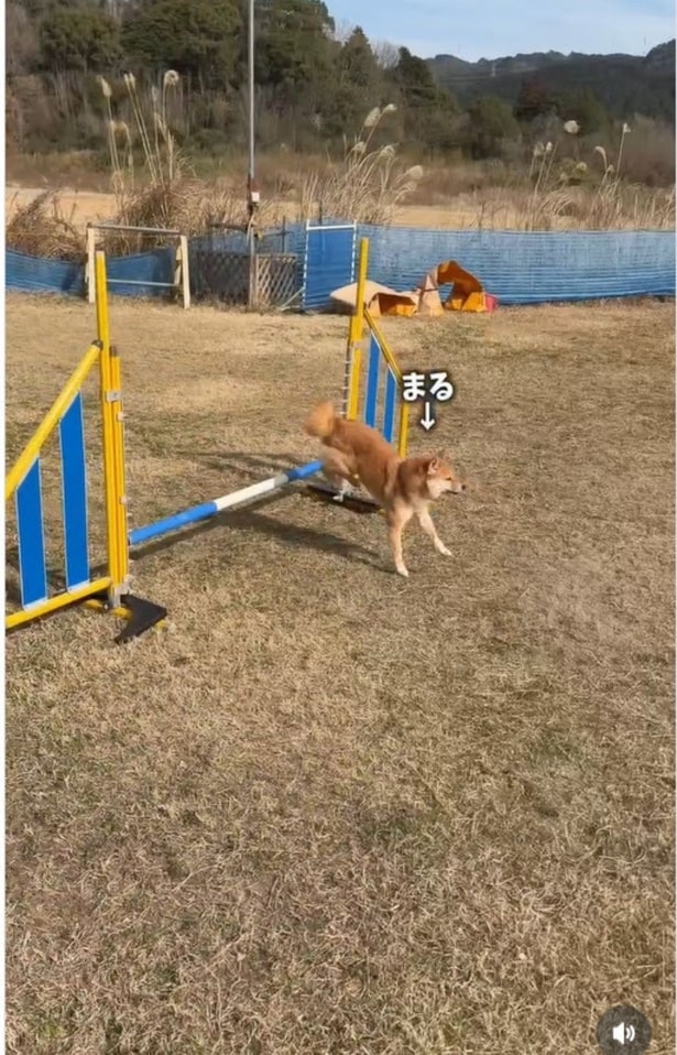 ぐんぐん上達している▶（次画像からマイペースな柴犬のコミックエッセイ『柴犬ぽんちゃん、今日もわが道を行く』が読めます）