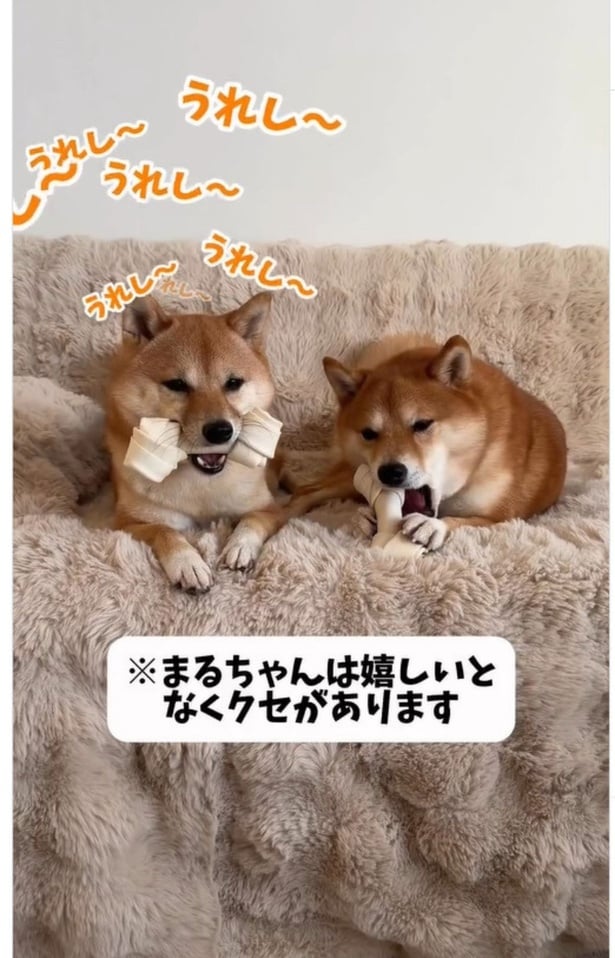 嬉しくて鳴く、まるちゃん▶ひたすら鳴き続け…（⇒次へ）