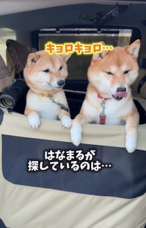 「最高のデレデレ顔」「こんなに笑顔の犬は見たことない！」大好きな先生に会った豆柴のとろける笑顔