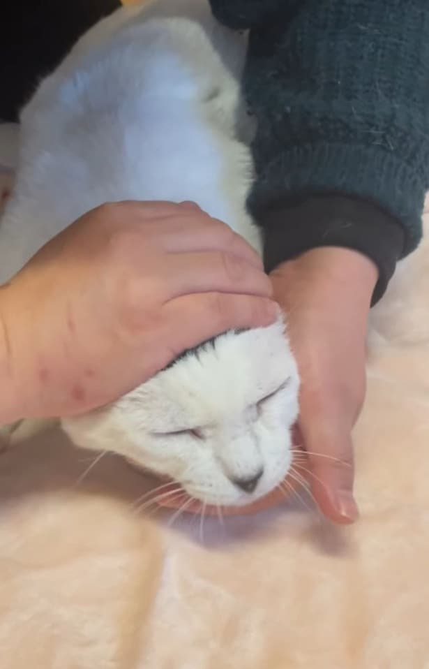 めずらしい頭の模様を持つ「磯辺海苔男（いそべのりお）くん」（⇒次へ）