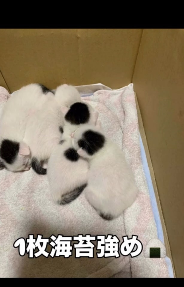 海苔模様を受け継ぐ子どもたち▶海苔男くんにそっくりすぎる子ネコたちの様子（⇒次へ）